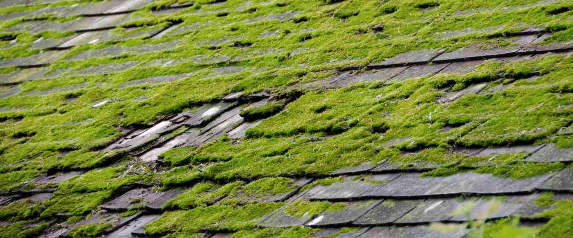 Preventing Algae and Moss Growth on Residential and Commercial Roofs